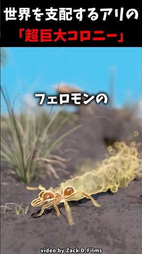世界を支配するアリの「超巨大コロニー」 #ショート動画