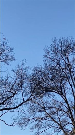 LARGE "GRACKLE" FLOCK 100's BIRDS LOUD EVERYWHERE Roosted #nature #wildlife #animals #spring #shorts