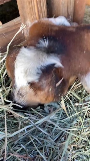 Nose to Tail Nevada County on Instagram: "Phase one of making goat sausage when the recipe starts in the field. #homegrownfood #harvesting #goatsausage @lucasbisch"