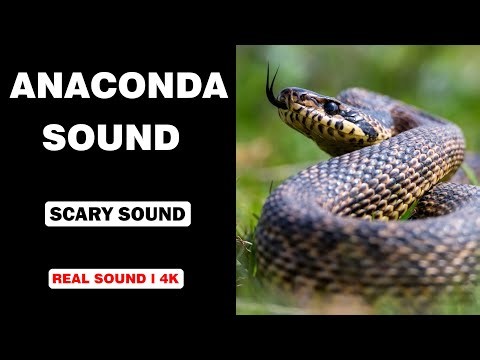 Real Anaconda Sounds | High Quality | Scary Anaconda Sound Experience! | 4K
