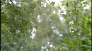 Mr_Blooms_Nursery_S01E26_Wind