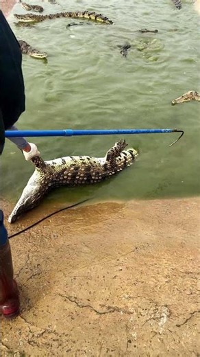 Not your average pool party 🐊 #CrocodileFarm #ReptileNation #WildLife