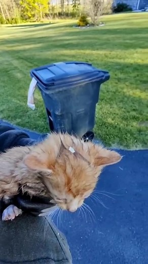 Life-Saving Cat Rescue - Part 1