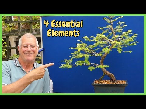 Is it Too LATE to prune my Dawn Redwood Bonsai | 4 KEY Signs