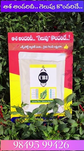 Boost Crop Immunity in Chilli Farming | Protect Your Crop Naturally