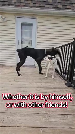 🎥💙 Meet Axel — Our Gentle Giant! 💙🎥 Get ready to fall in love with this big-hearted Great Dane who proves that “gentle giant” isn’t just a saying — it’s a lifestyle. 🐾 Axel’s the total package: sweet, playful, snuggly, and full of personality. He loves other dogs, is great with cats, and has a goofy, sassy streak that makes him unforgettable. Whether he’s stretched out for couch cuddles or showing off his playful side, Axel’s mission is simple — to make every day a little brighter for the p