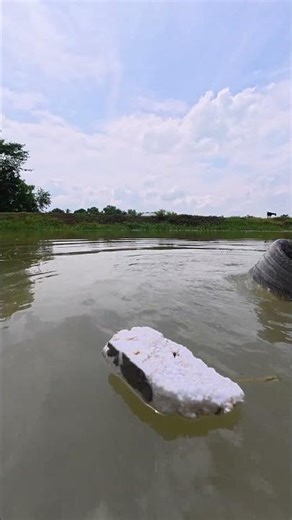 Fish Playing with Thermocol! 🐟😂 | Funny Fishing Moments #fishing #biggfish #villegelife