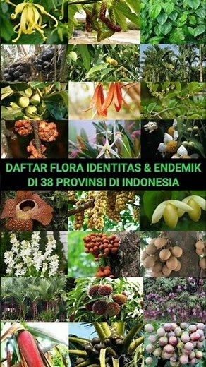 Daftar Flora Identitas Di 38 Provinsi