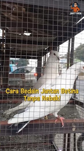 Before buying pigeons at the market, see these tips #birds #pigeonlovers #freefly #pigeon #goodpi...