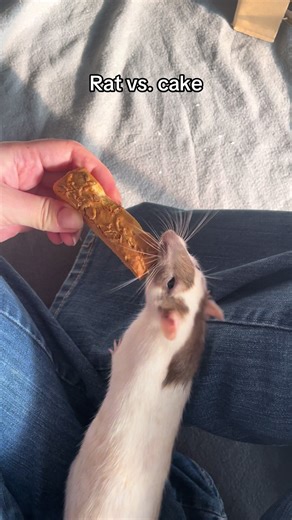 “What I can’t I have the whole thing?! Okay then I have to get the biggest bite possible.” #rats #pet #fyp #farbratten #ratten