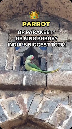 Sahir Doshi on Instagram: "World Parrot Day with King Porus! 🦜👑 Meet India’s largest parrot species, the regally named Alexandrine. It lives in forests and truly wild places, but also likes to hang out in urban areas with sufficient natural vegetation or the odd ruin. Delhi’s Lodi Gardens are the perfect perch for this bird badshah! On the parrot/parakeet debate: I was also one of the nature nerds who used to think that the parakeets are not true parrots. But this is not scientifically accurat
