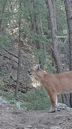Big Mountain lion calling out. Good to know what they sound like so you can be prepared! #mountainlion #outdoors | High Altitude Pagosa