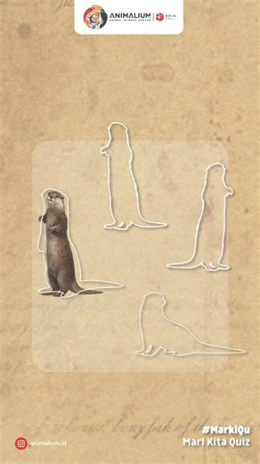 Animalium BRIN on Instagram: "QUIZ TIME: STOP GAMBAR! ✨🤗🦦 Buat kamu yang jeli dan cepat tanggap, yuk ikutan seru-seruan bareng Animalium! Ada 3 Voucher Kunjungan ke Animalium menanti! 🐾 📌 Cara Ikutan: 1. Follow akun kami @animalium.id 2. Tag 3 temanmu di kolom komentar 3. Post screenshot gambar yang tepat di Instagram Story kamu, Jangan lupa tag @animalium.id & @animaliumquad ya! 3 Orang yang tercepat dan paling tepat akan dipilih sebagai pemenang! Jadi, jangan sampai ketinggalan dan panteng
