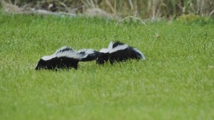 A pair of baby skunks walking side-by-side through the grass | Premium Stock Video Footage