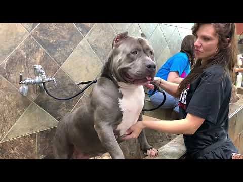 375LBs of PITBULL TERRIERS TAKE OVER PET STORE; BIGGEST BLUENOSE PITBULLS IN THE WORLD TAKE A BATH!