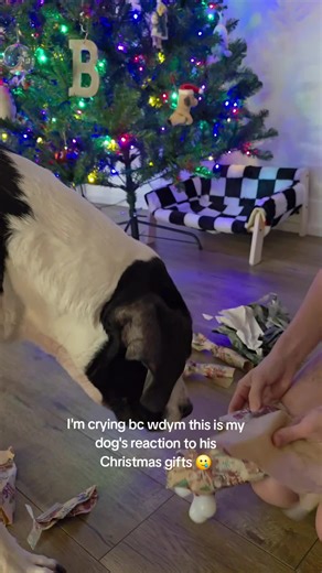 Unique Christmas Gifts for Dogs in 2023