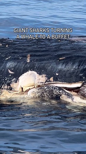 40K views · 1K reactions | ENORMOUS GREAT WHITE SHARKS FEEDING FRENZY ON WHALE | Youngpageviews | Facebook