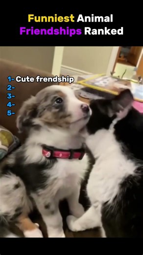 Funniest Animal Friendships Ever 😂🐾 (RANKED)