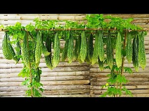Shocking Bitter Gourd Yield From This Easy Trellis Setup! Try It at Home!
