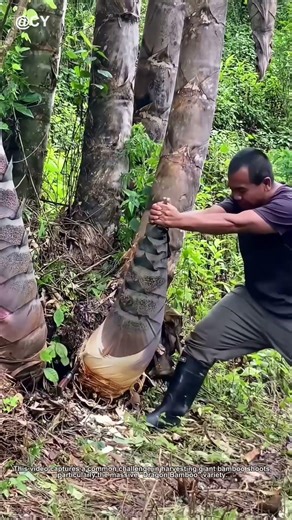 How to Harvest Giant Bamboo Shoots? 🌿 The Smart Cutting Technique!
