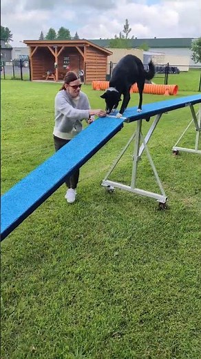 border Collie/Malinois mix agility début