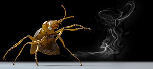 Anatomy Lab: Entomology for Creature Designers - ArtStation Magazine