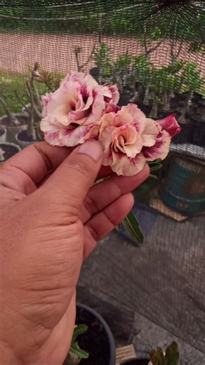 Types of Desert Rose Adeniums that flower diligently