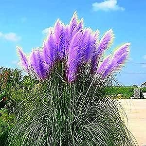 200 Rare Purple Pampas - Cortaderia Selloana Seeds - Striking Perennial Flowering Native Ornamental Grass - Fast-Growing & Low-Maintenance