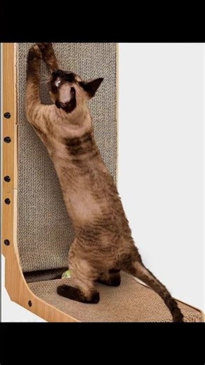 Revolutionary Cat Bed That Eases Anxiety with Scent!