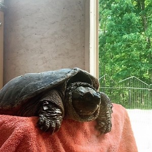 105 reactions · 6 comments | In honor of #worldturtleday, Watch an Exam on a common snapping turtle today, one of many turtle intakes for the day. This big boy came in with an eye injury most likely from a fishing hook. Don’t try this at home! | Carolina Wildlife Conservation Center | Facebook