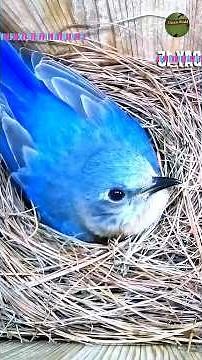 American Bluebird's Extraordinary Life Cycle & A S#GreenWorld #Bluebird #NatureDocumentary
