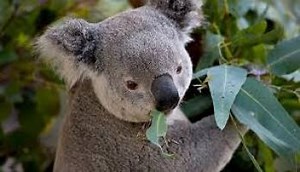 Koalas
