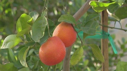 Gardening season starts in Phoenix: Tips and tricks for your plants