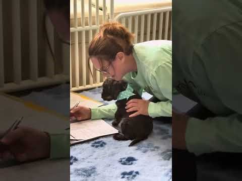 Miss Turquoise Temperament Testing 12/4/25