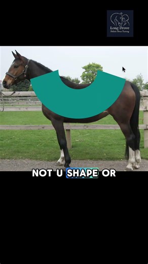 From Upside Down To Rainbow #longdroveholistichorsetraining #horse #equestrianjourney