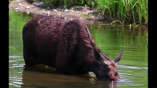 Moose at Moose-Wilson Road | See America's Best