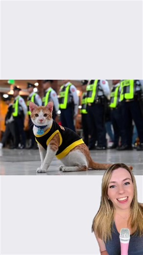 1M views · 10K reactions | There’s a new security cat on patrol! Conan the security cat is filling the paw prints of his predecessor, Mingming. He’s doing an excellent job carrying on Ming Ming’s legacy and boosting morale of the security team. Find Conan on the FB page called “Ming Ming wcc”   Ming Ming wcc / FB #catsoftiktok #securitycat #cat #catswithjobs #goodnews #positivecontent | That Good News Girl | Facebook