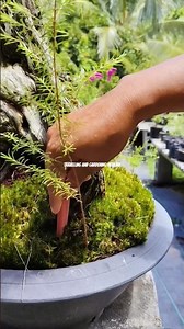 How to Grow a Mini Bonsai from a Cutting