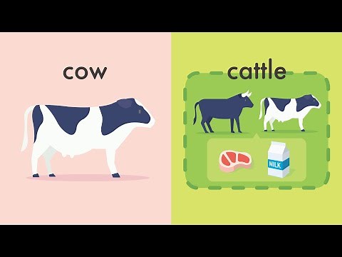 bullとoxの違い／cowとcattleの違い／ponyとdonkeyの違い 牛にまつわる英語の類義語をイラストで説明 (vol.108)
