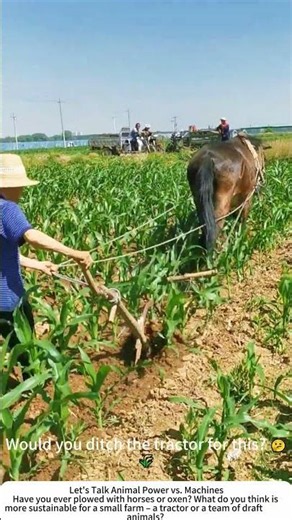 Horse‑Drawn Plowing – Traditional Tillage on the Farm 🐴🌾