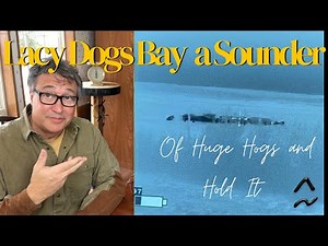 Texas Blue Lacy Dogs Bay a Sounder of Huge Hogs and Hold It!