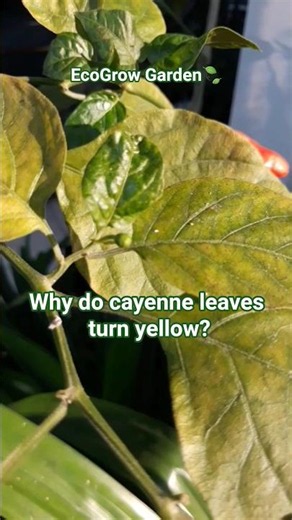 Yellow Leaves & Hot Chilli Pepper #ecogrowgarden #ecogrowplants #shortsgardening