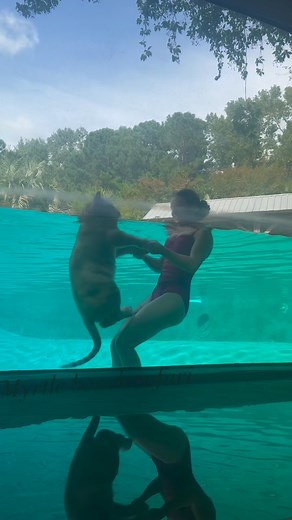 Rio Lilly on Instagram: "3 ways to swim with a snow tiger🐅❄️💦 Which one is your favourite? • • • #snowtiger #tiger #tigerswim #tigercub #bigcats #animallovers #exoticanimals #majesticanimals #animalvideos #animalbond #wildlifephotography #animalsofinstagram #explorepage"
