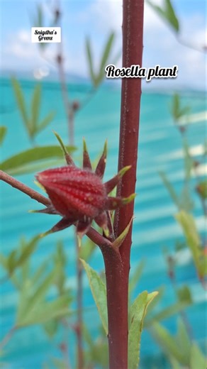 Rosella plant l Roselle live plant l Home gardening