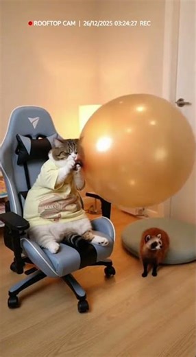 Unexpected Recording Features A Grumpy Chubby Cat at Scene