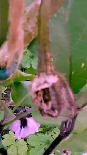 ナスの葉や実がかじられた！原因と対策を紹介#家庭菜園 #ナス