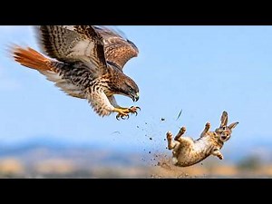 How Can This Hawk See Tiny Prey from Hundreds of Meters Away? | Red-tailed Hawk Life Cycle