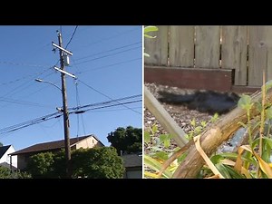 Exploding birds plague California neighborhood: 'Just horrifying'