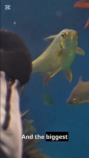 Catfish Facts That Will Blow Your Mind