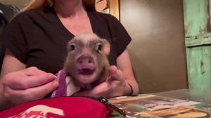 After bath cheerios! Grumpy baby! She’s so sweet! | Charming Mini Pigs